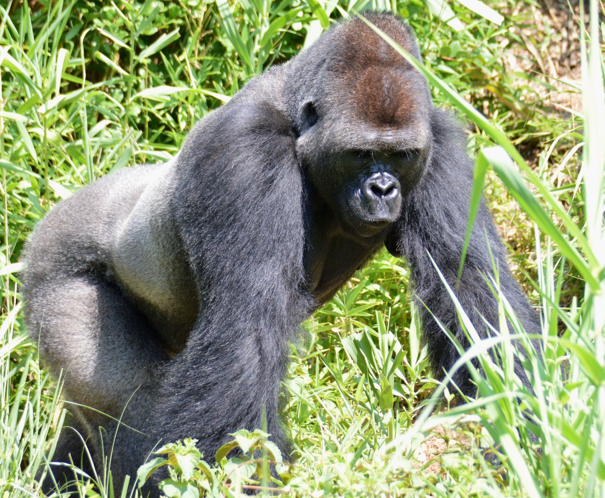 Primate - Gorilla Western Lowland - Columbia Zoo - 2014 07 - 05